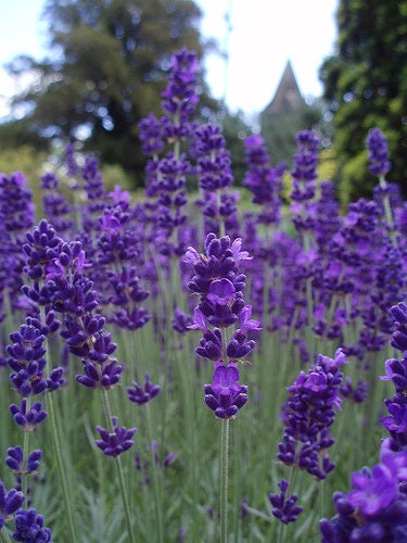 The Cambridgeshire lavender's blue Canvas With Brown Pocket Apron